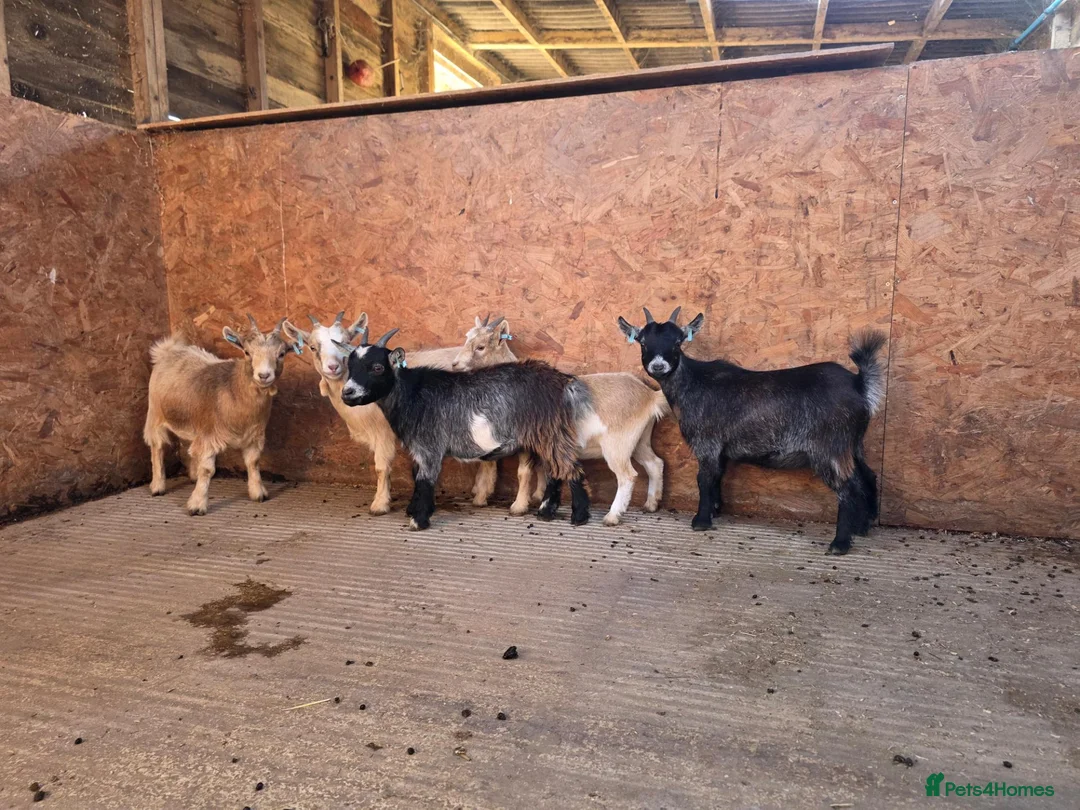 Goats livestock for sale: Pygmy goat club registered nannys  - Advert 1