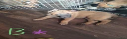 Mixed Breed dogs for sale: Belgian Malinois X Dutch Herder puppies.  - Advert 12