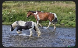 Irish Draught horses for sale: ID X  - Image 5