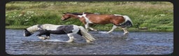 Irish Draught horses for sale: ID X  - Advert 5