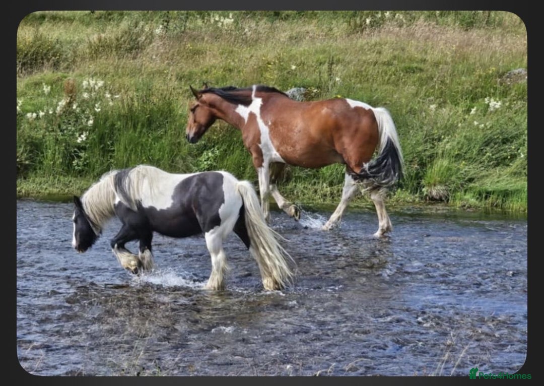 Irish Draught horses for sale: ID X  - Image 5