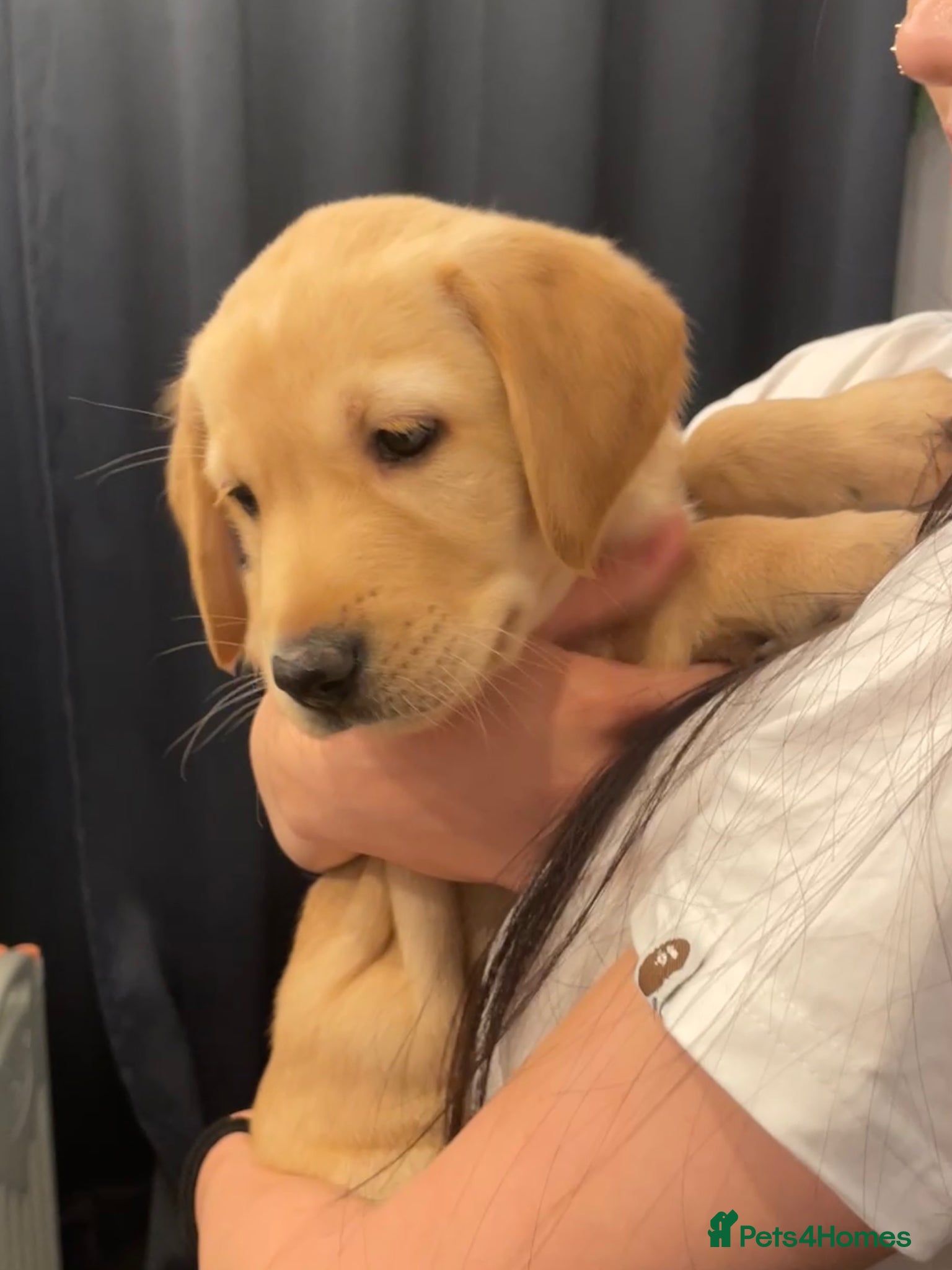 Goldador dogs ‘Fox Red’ Labrador x Golden Retriever puppies - Advert 4