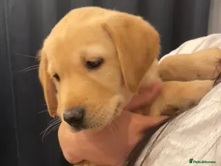 Goldador dogs ‘Fox Red’ Labrador x Golden Retriever puppies - Advert 4