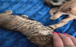 American Shorthair cats for sale: Gorgeous 8 Week Old Kittens - Image 5