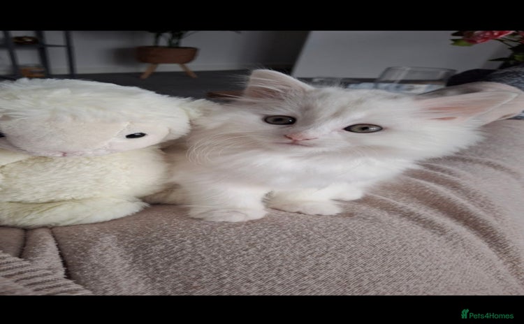 Persian cats - Advert 1