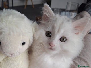 Persian cats - Advert 1