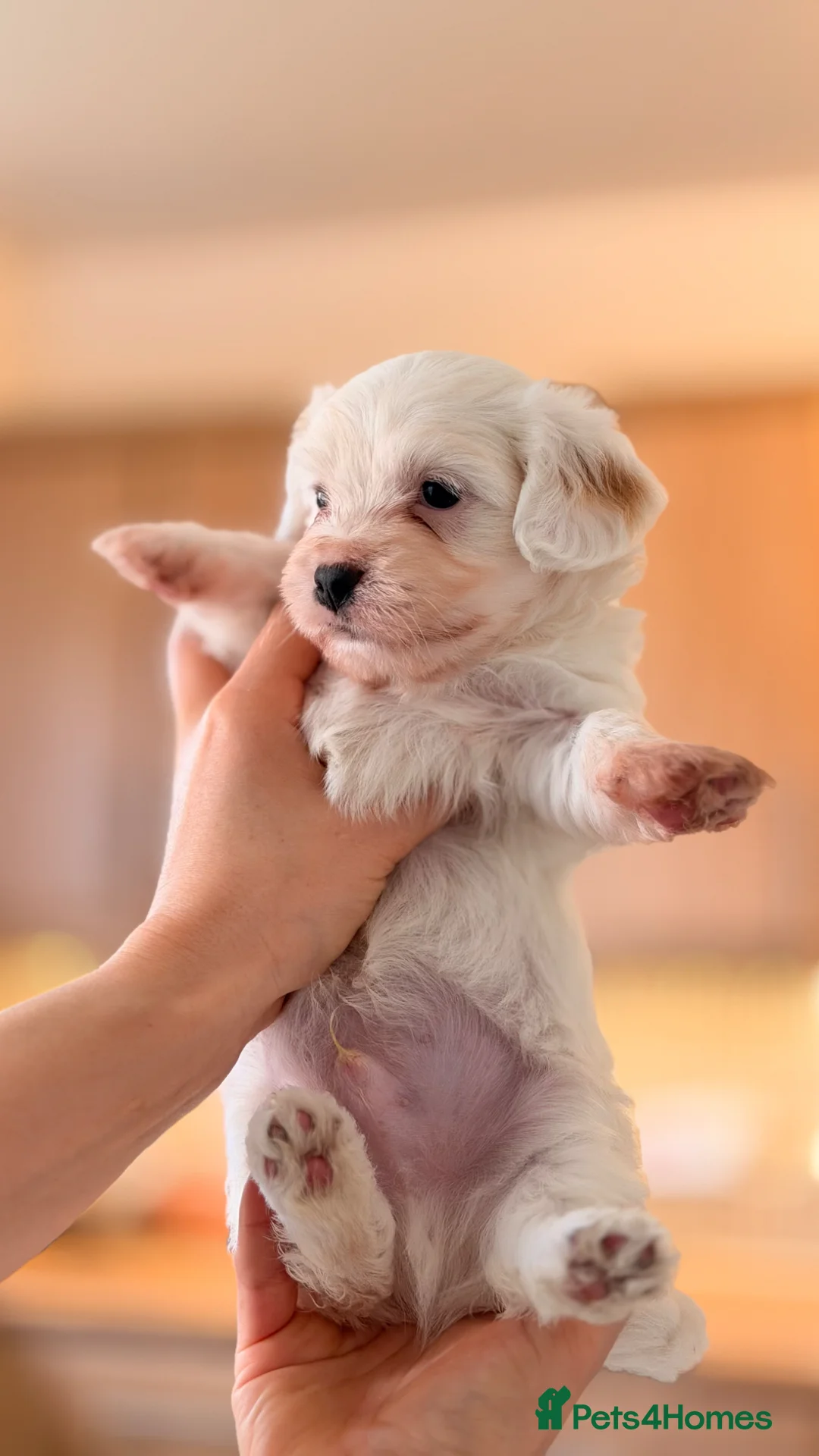 Maltese dogs for sale: Beautiful Bichon Maltese Puppies - Advert 8