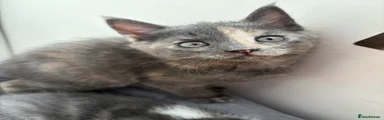 Scottish Straight Female – Grey Tortoiseshell