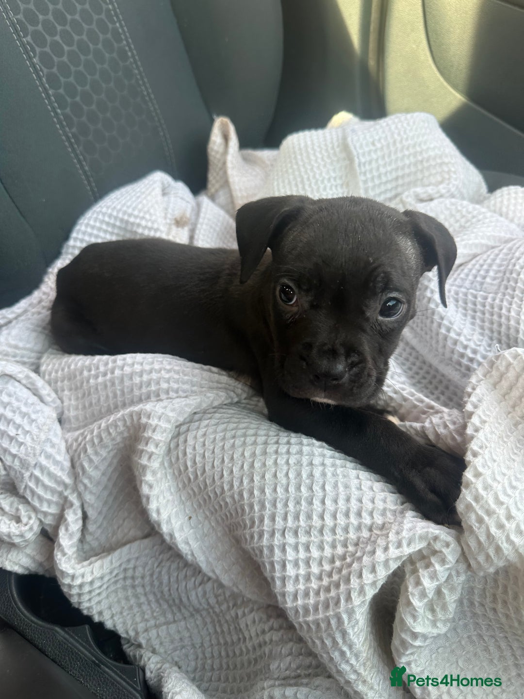 Mixed Breed dogs for sale: Cane corso x staff puppies  - Image 22