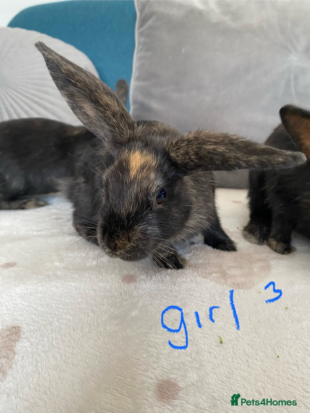 Mixed Breed rabbits for sale: Beautiful baby bunnies - Image 8