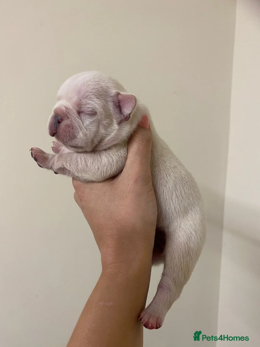 French Bulldog dogs for stud: 🦍SHORTTY🦍 SPECIAL OFFER WON'T GET CHEAPER 🔥🔥 in Northampton - Advert 13