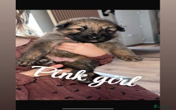 German Shepherd dogs for sale: 4 stunning full breed German Shepard puppies  - Image 1