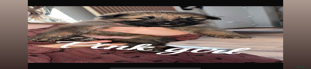 German Shepherd Puppy 4