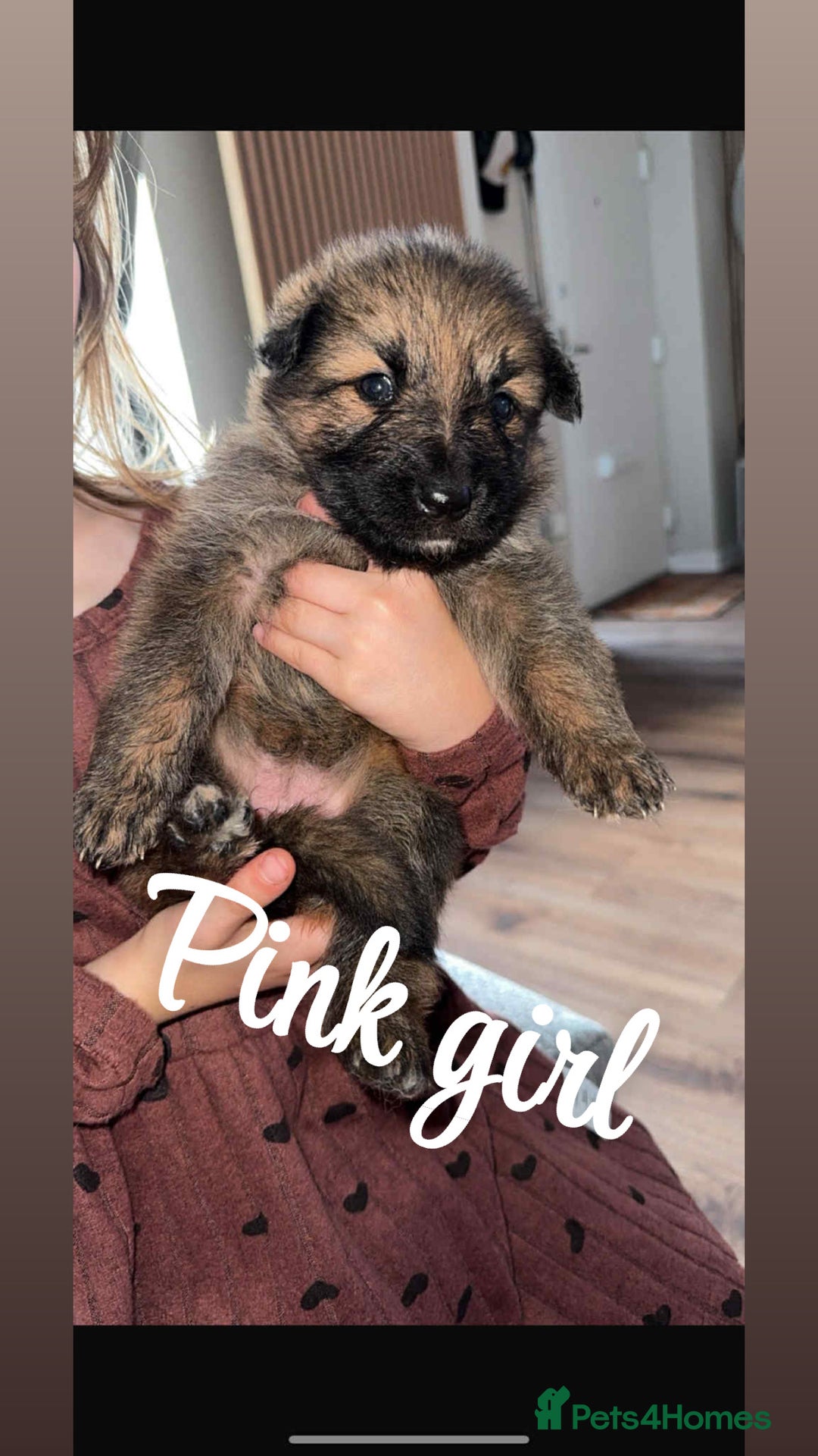 German Shepherd dogs for sale: 4 stunning full breed German Shepard puppies  - Image 1
