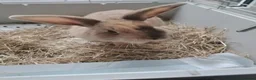 Mixed Breed rabbits for sale: 3 x Netherland Dwarf Harlequin mix bunnies - Advert 5