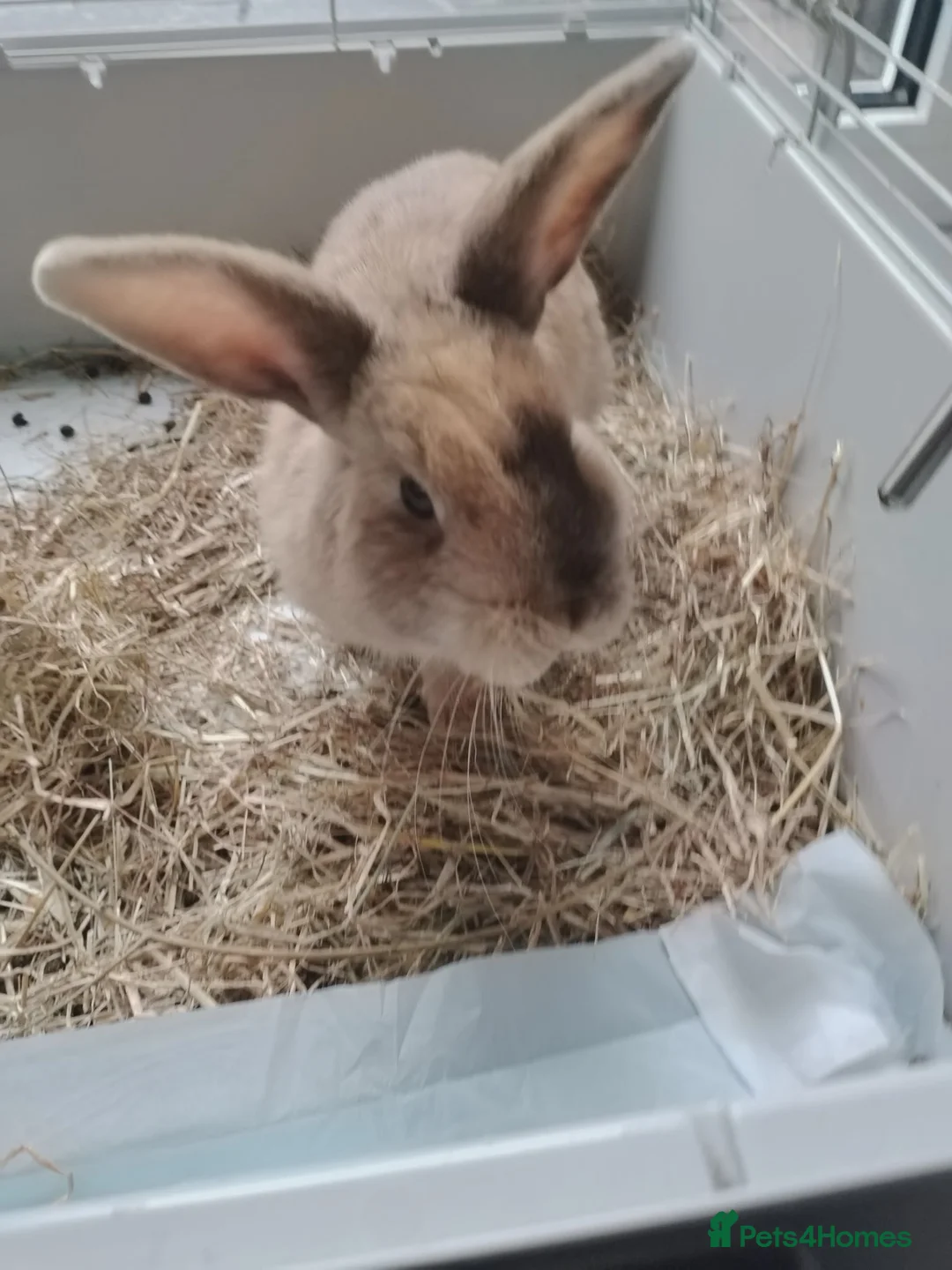 Mixed Breed rabbits for sale: 3 x Netherland Dwarf Harlequin mix bunnies - Advert 5