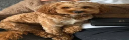 Cockapoo dogs for stud: Cocapoo 2years available for stud in Goole - Advert 3