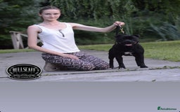 Staffordshire Bull Terrier dogs for sale: Billionaire Bill x Kenzduo Glass Souls  - Advert 9