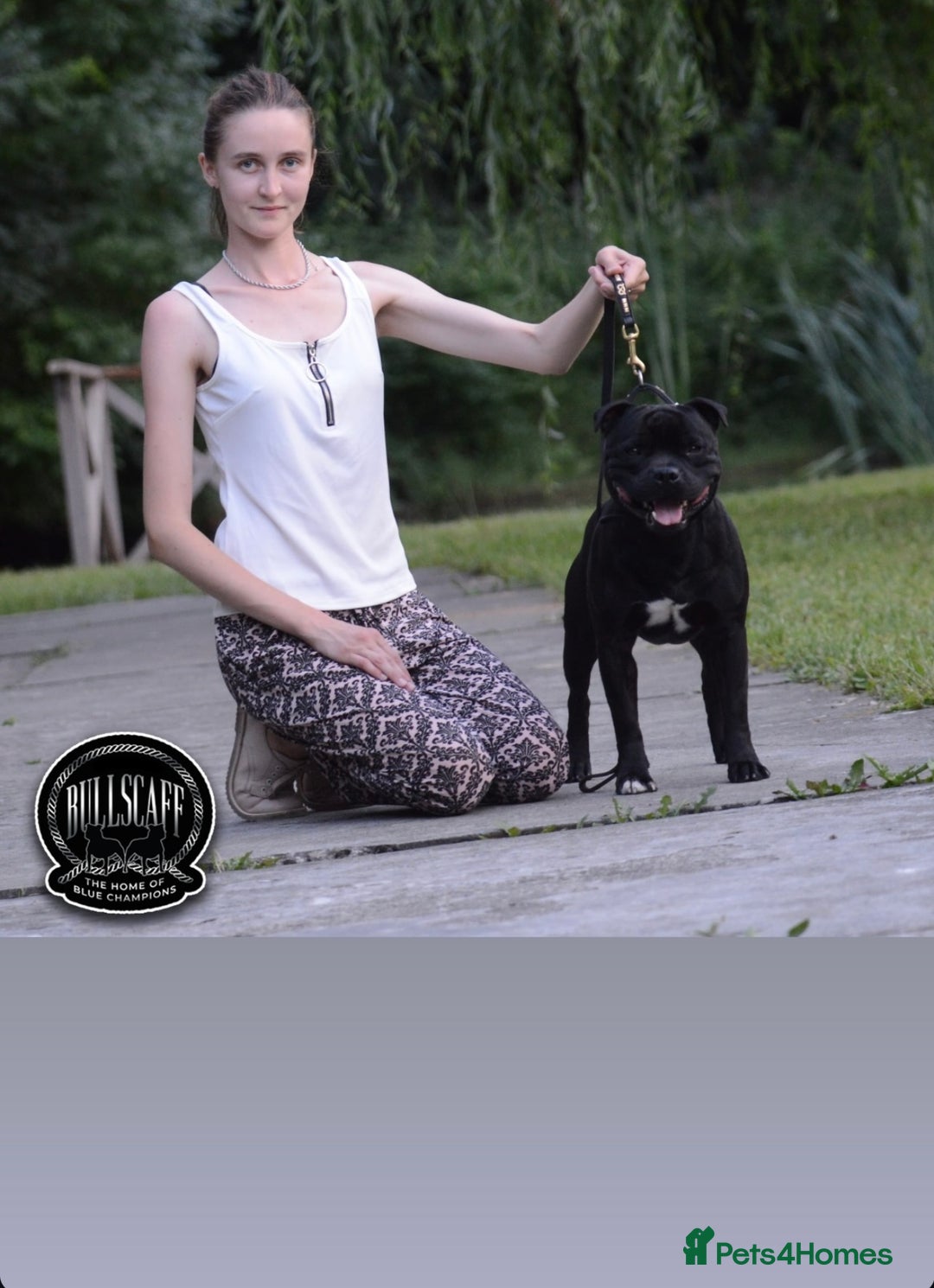 Staffordshire Bull Terrier dogs for sale: Billionaire Bill x Kenzduo Glass Souls  - Advert 9