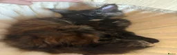 Maine Coon cats for sale: Fluffy Maine Coon Kittens - Advert 19