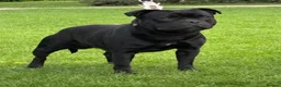 Staffordshire Bull Terrier dogs for sale: Staffordshire Bull Terrier Puppies - Advert 2