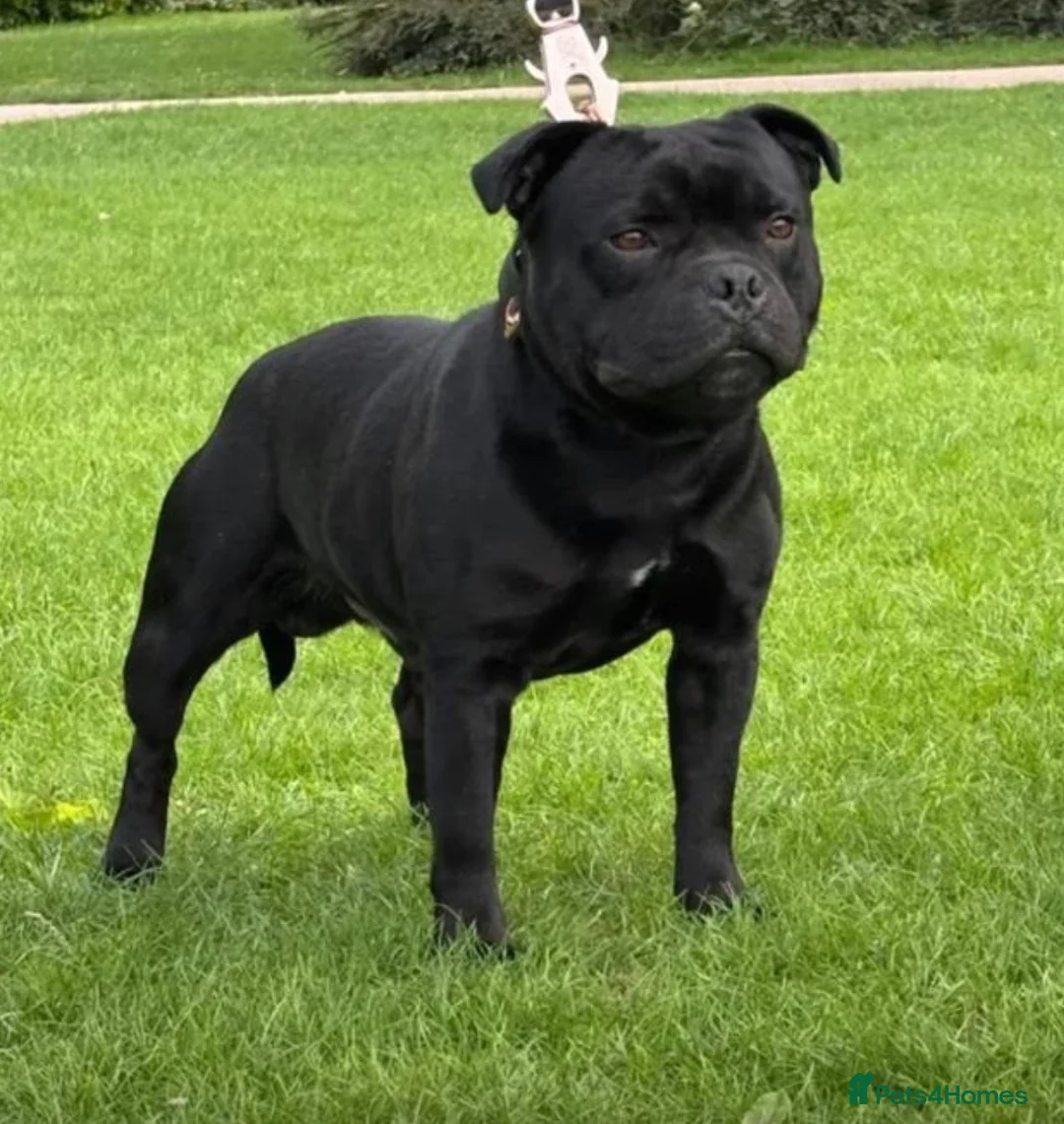 Staffordshire Bull Terrier dogs for sale: Staffordshire Bull Terrier Puppies - Advert 2