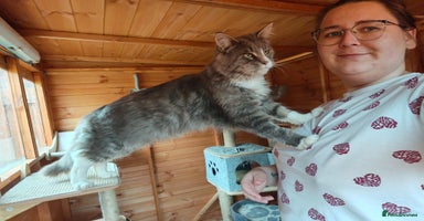 Maine Coon cats - Advert 11