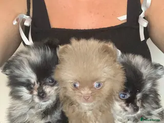 Pomeranian dogs UNIQUE POMERANIAN- Price negotiable - Advert 2