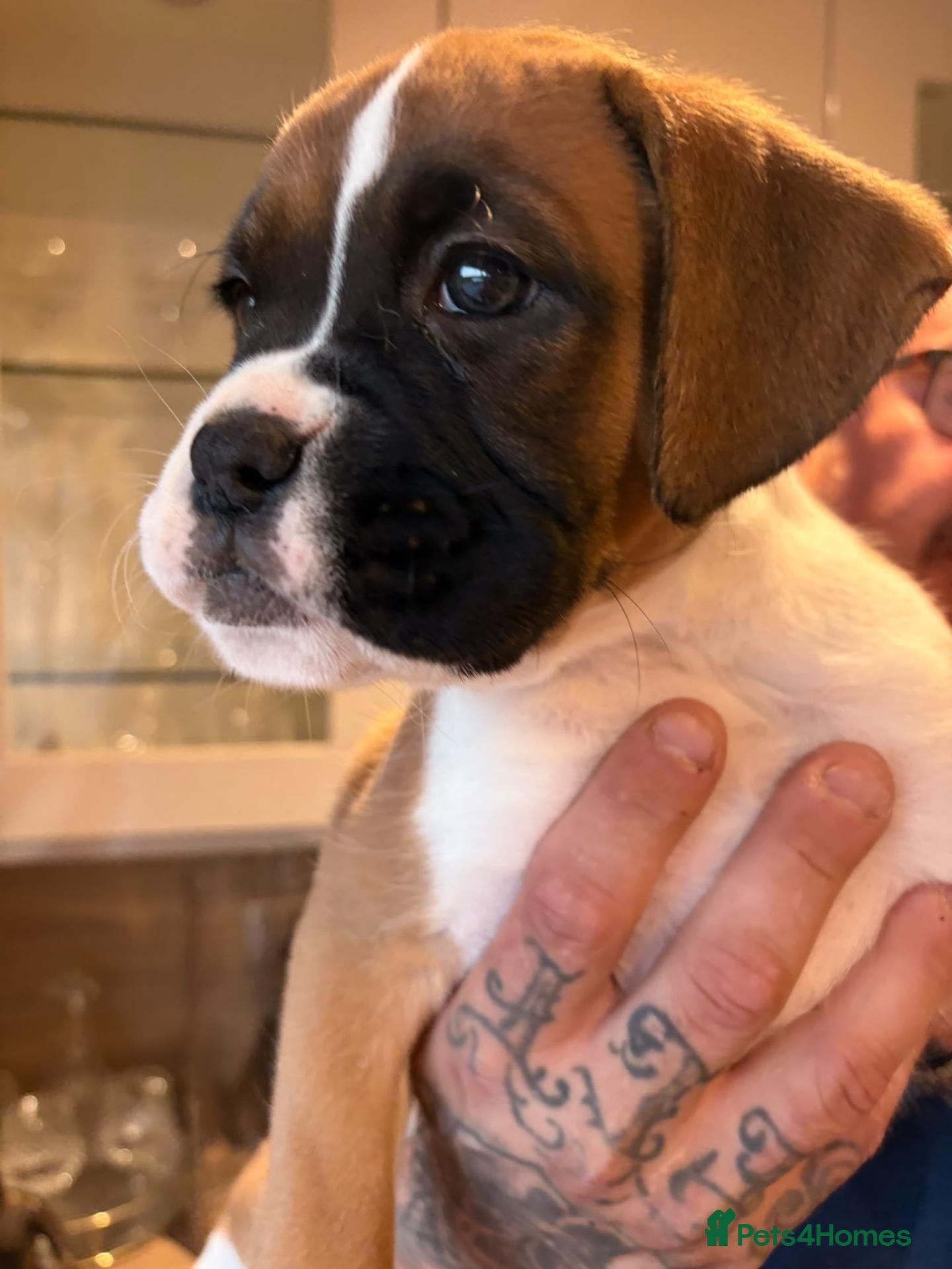 Boxer dogs Beautiful boxer puppies, 1 Male and 1 Girl -Tailed - Advert 2