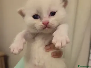 Mixed Breed cats Ragdoll x Siberian/Persian kittens - Advert 3