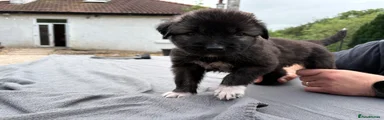 Caucasian Shepherd Dog 11