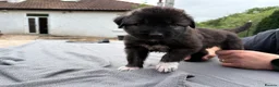 Caucasian Shepherd Dog dogs for sale: Coming soon! 11 pure bred Caucasian Shepherd pups. in Beith - Advert 3