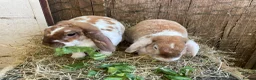 Mini Lop rabbits for sale: Adult Females + Males & Baby Male Rabbits  - Advert 3