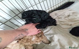 Cockapoo dogs for sale: Fb1 cockapoos puppies - Image 13