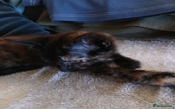 British Longhair cats for sale: Lovely fluffy girl kitten - Image 2