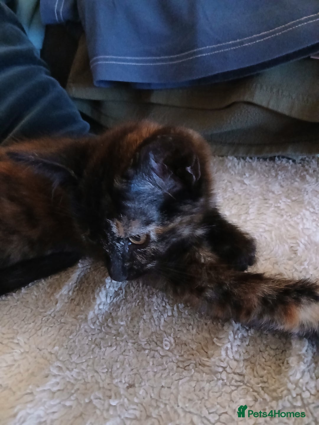 British Longhair cats for sale: Lovely fluffy girl kitten - Image 2