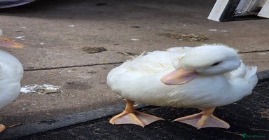 Ducks poultry - Advert 7