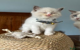 Ragdoll cats for sale: TICA Registered Ragdoll Kittens - Image 8