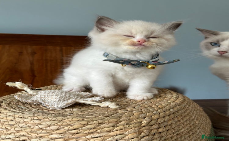Ragdoll cats - Advert 4