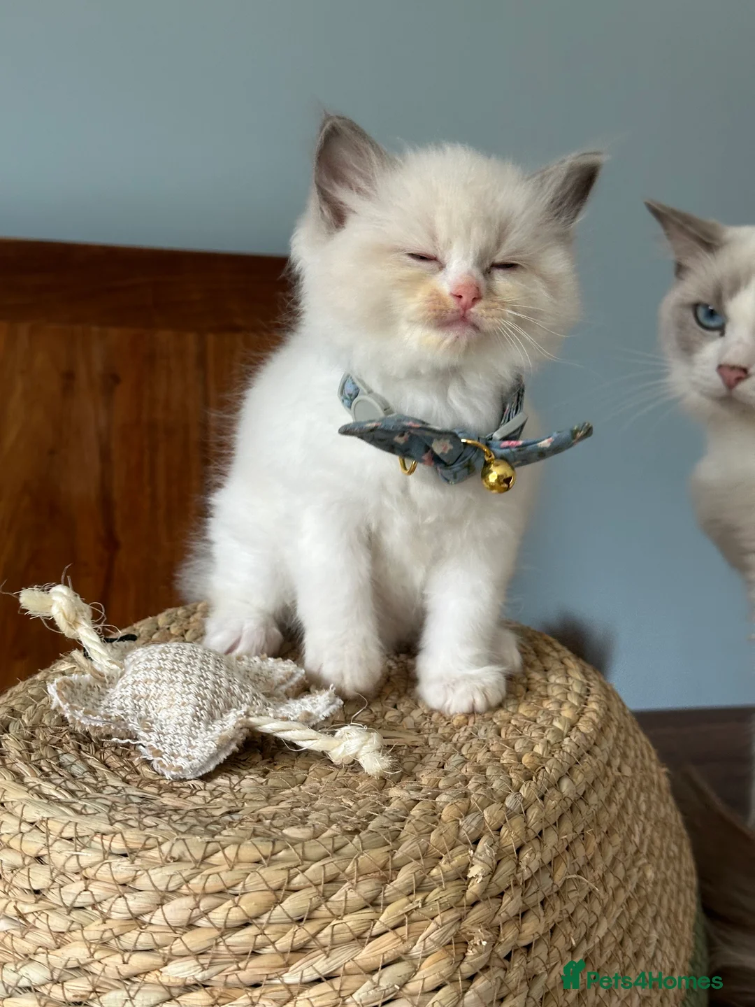 Ragdoll cats for sale:  ACTIVE CAT OR pet TICA Registered Ragdoll Kittens - Advert 18