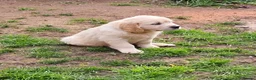 Golden Retriever dogs for sale: READY NOW Beautiful Golden retriever puppies - Advert 3