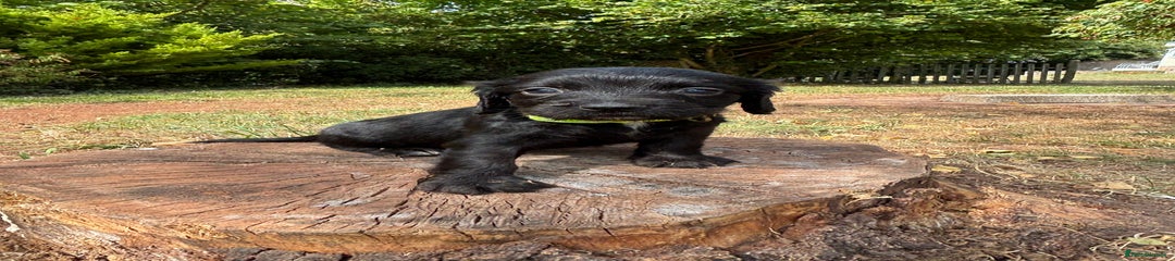 Sprocker Girl (Lime Green)