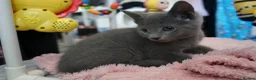 Russian Blue cats for sale: Gorgeous GCCF Russian Blue kittens - Advert 10