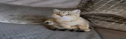 British Shorthair cats for sale: TICA reg black golden boy xx - Advert 7