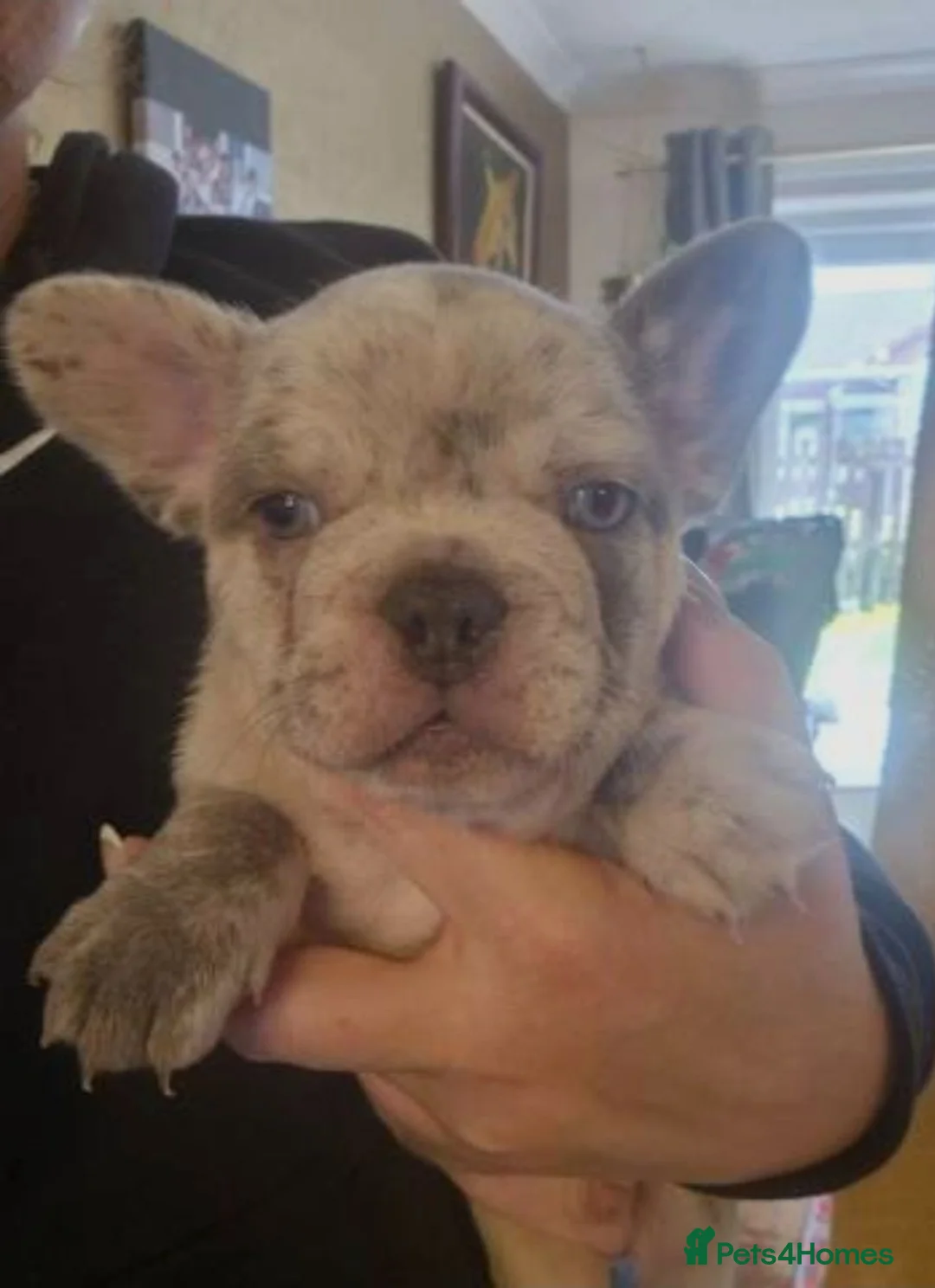 French Bulldog dogs for sale: French bulldog puppies  - Advert 2