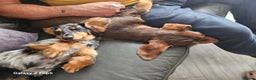 Dachshund dogs for sale: TWO DAUSHUNDS - Advert 9