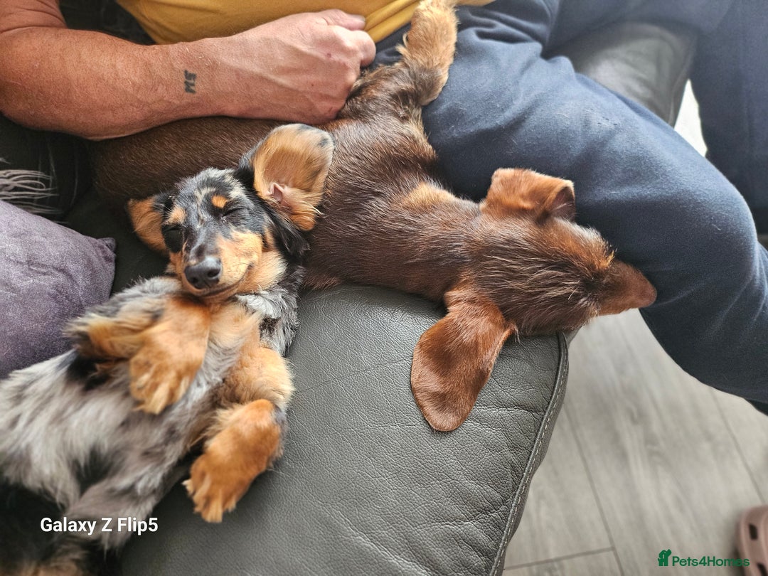 Dachshund dogs for sale: TWO DAUSHUNDS - Image 9