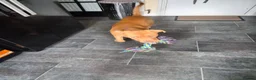 Mixed Breed dogs for sale: Staffy/cross in Felixstowe - Advert 9