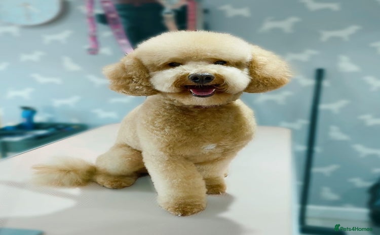 Toy Poodle dogs ‘Teddy’ KC Registered/Health tested Toy Stud in Wigan - Advert 3