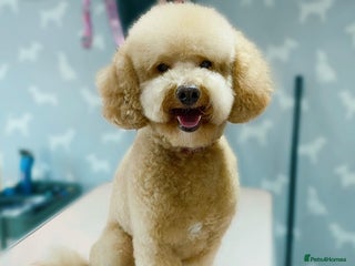 Toy Poodle dogs ‘Teddy’ KC Registered/Health tested Toy Stud in Wigan - Advert 6